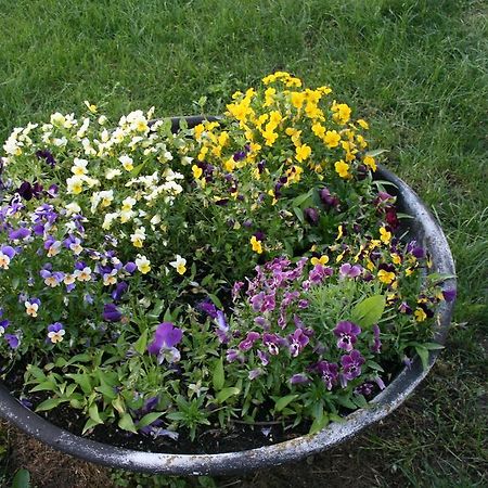 Pensjonat Malomdulo Farmhaz Pilisborosjenő Zewnętrze zdjęcie