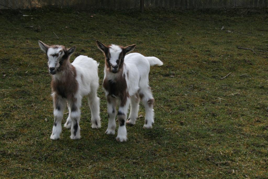 Pensjonat Malomdulo Farmhaz Pilisborosjenő Zewnętrze zdjęcie