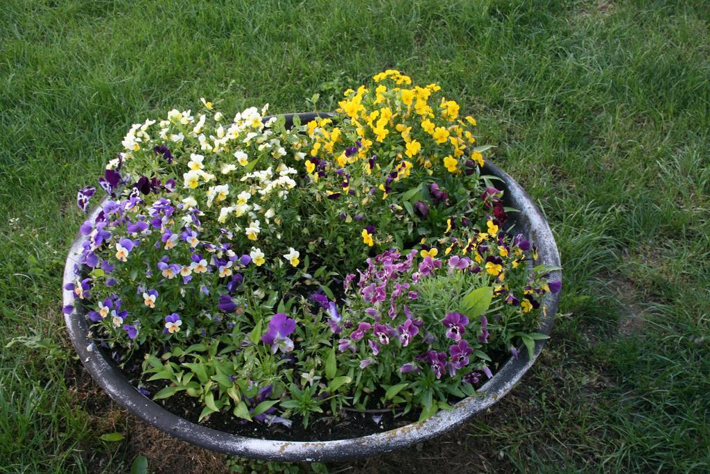 Pensjonat Malomdulo Farmhaz Pilisborosjenő Zewnętrze zdjęcie