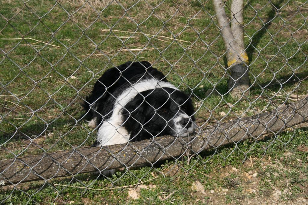 Pensjonat Malomdulo Farmhaz Pilisborosjenő Zewnętrze zdjęcie