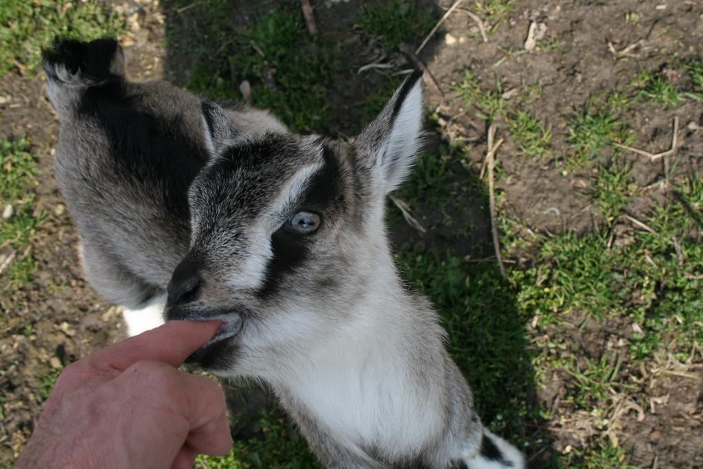 Pensjonat Malomdulo Farmhaz Pilisborosjenő Zewnętrze zdjęcie