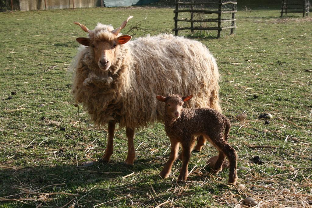 Pensjonat Malomdulo Farmhaz Pilisborosjenő Zewnętrze zdjęcie