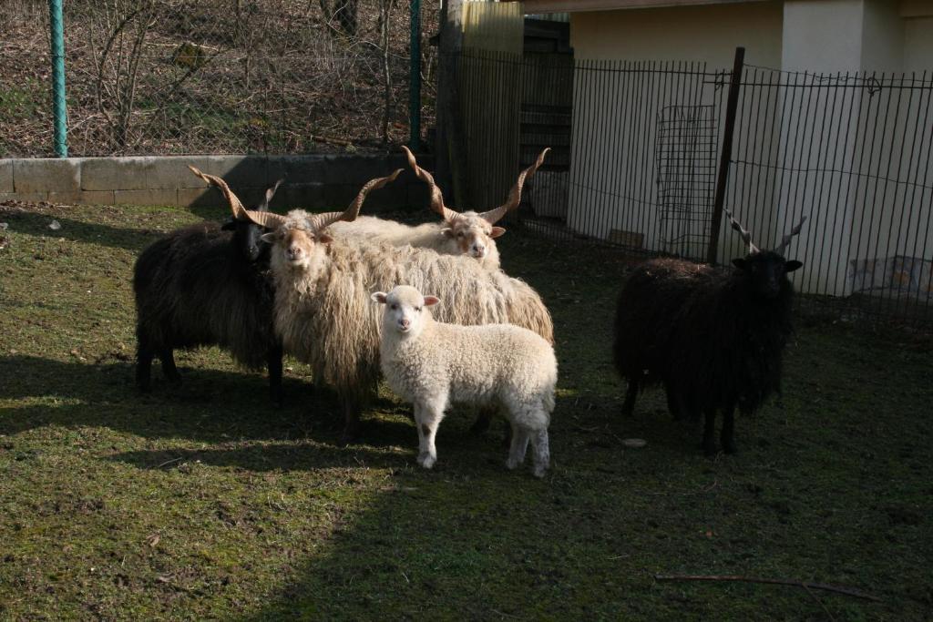 Pensjonat Malomdulo Farmhaz Pilisborosjenő Zewnętrze zdjęcie